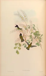 Calypte costae